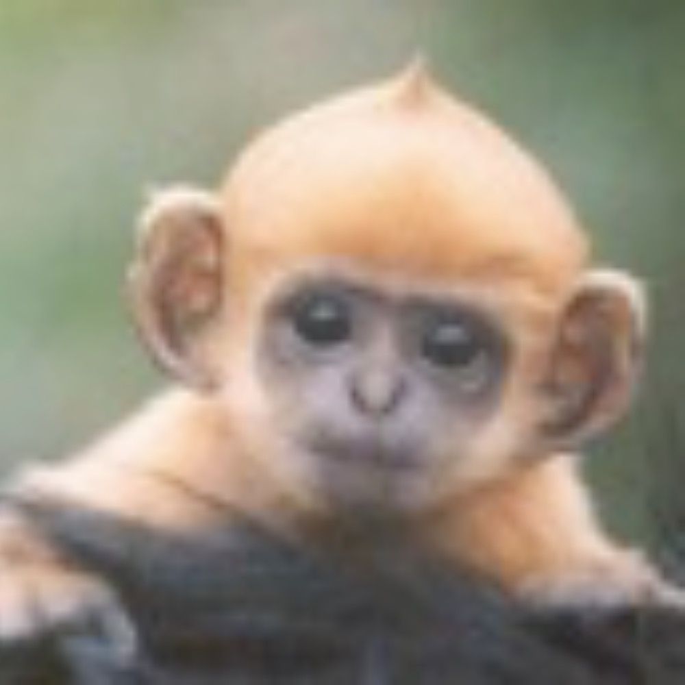 CheesemonkeySF