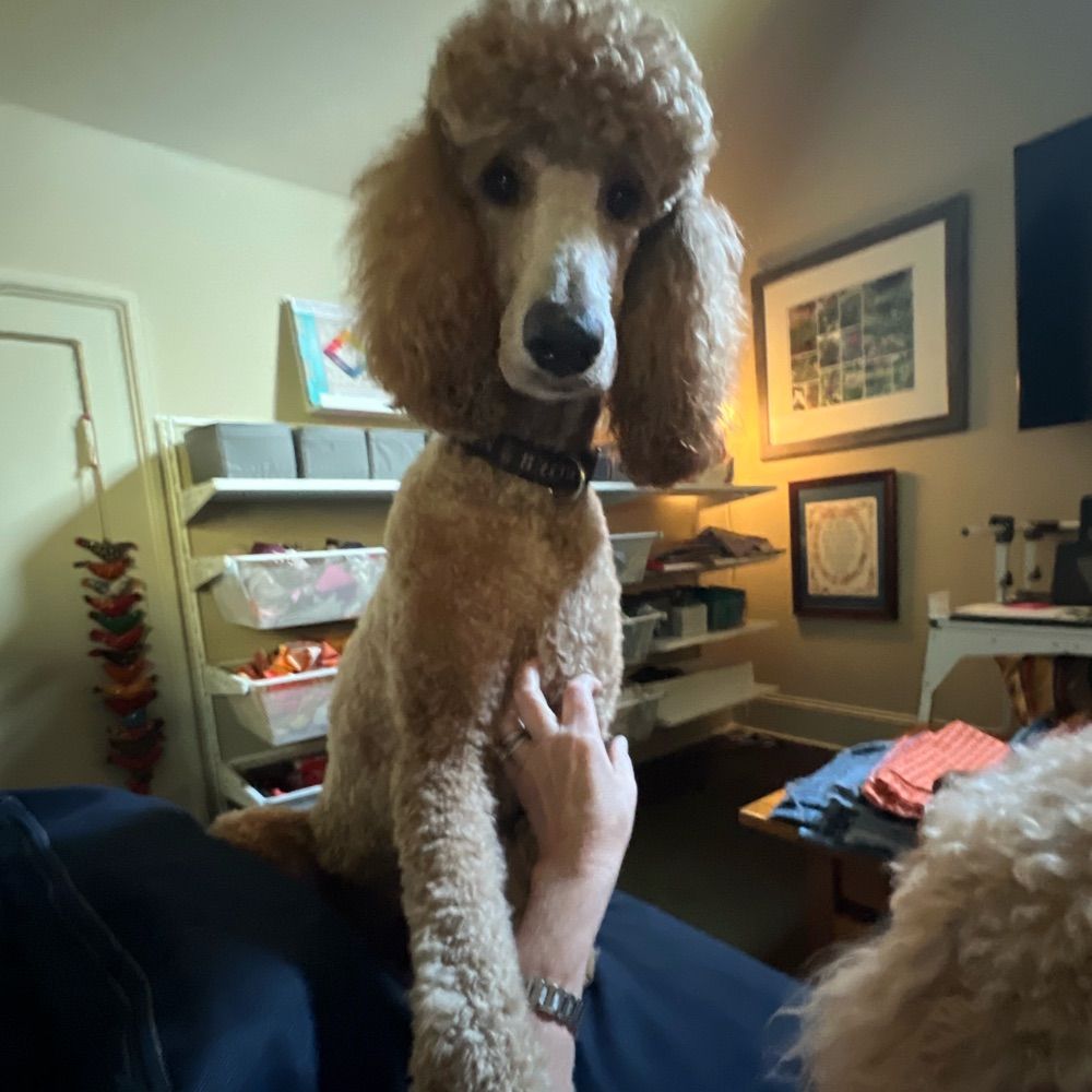 Jilly Bean