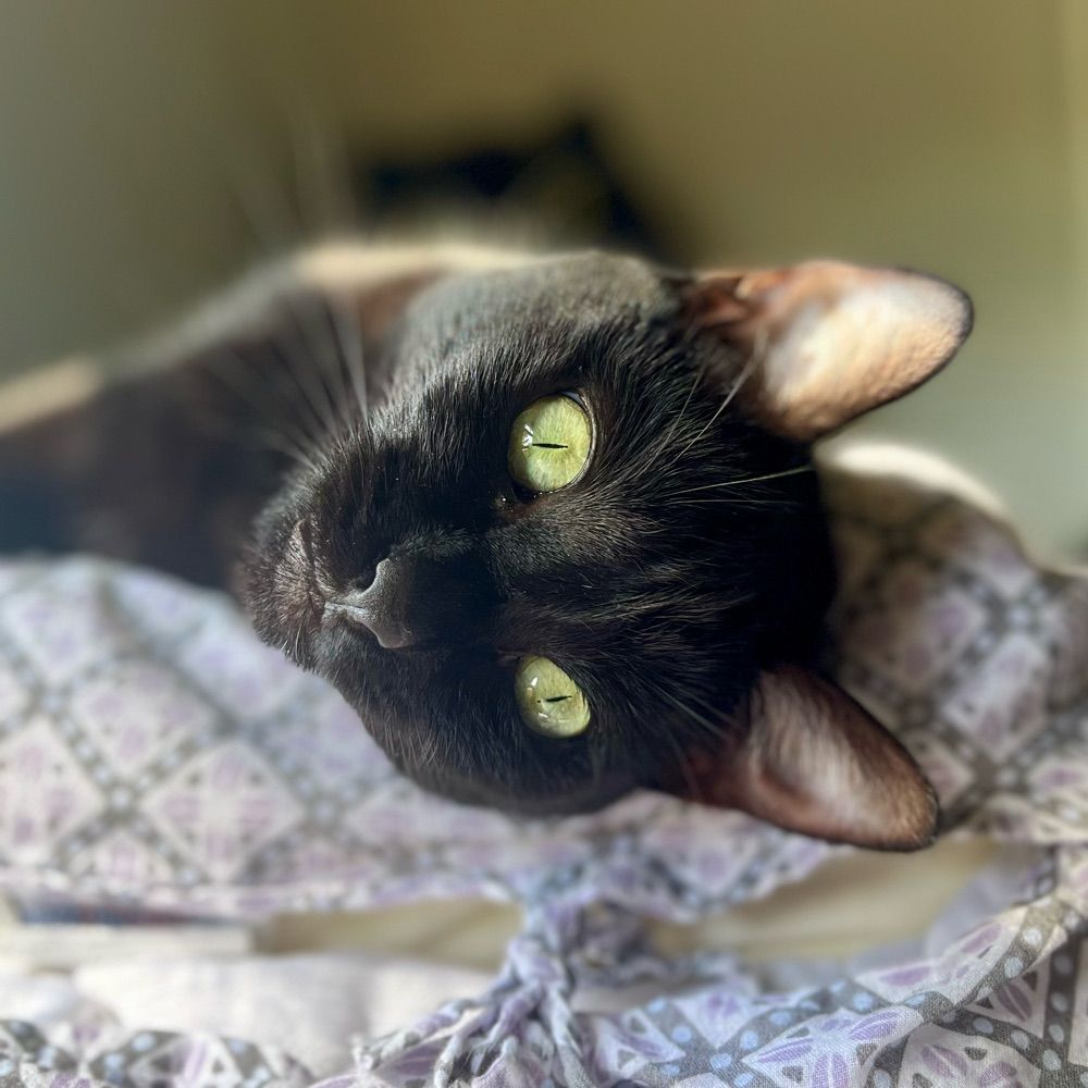 Amy
