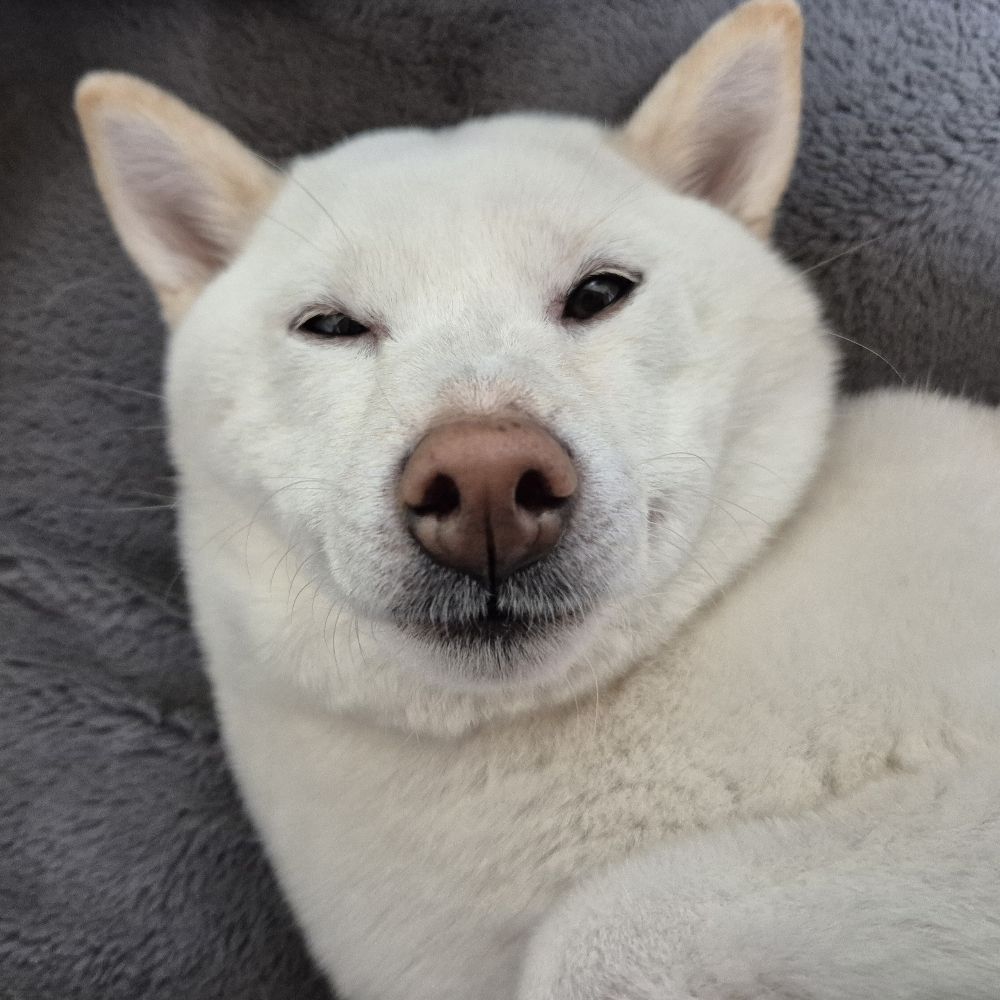 묏코