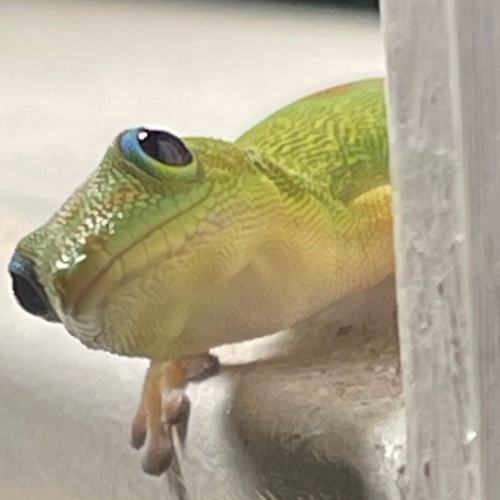 The Gecko