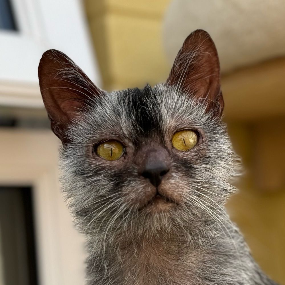 Tdenitto