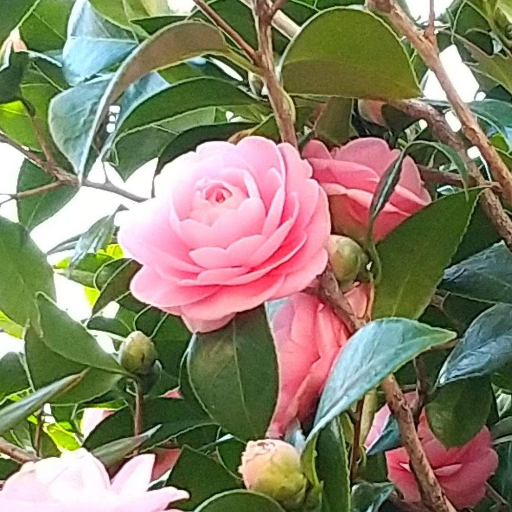 きりたに
