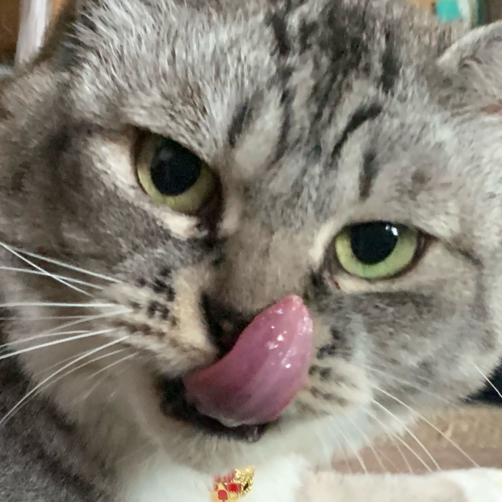 いもこ
