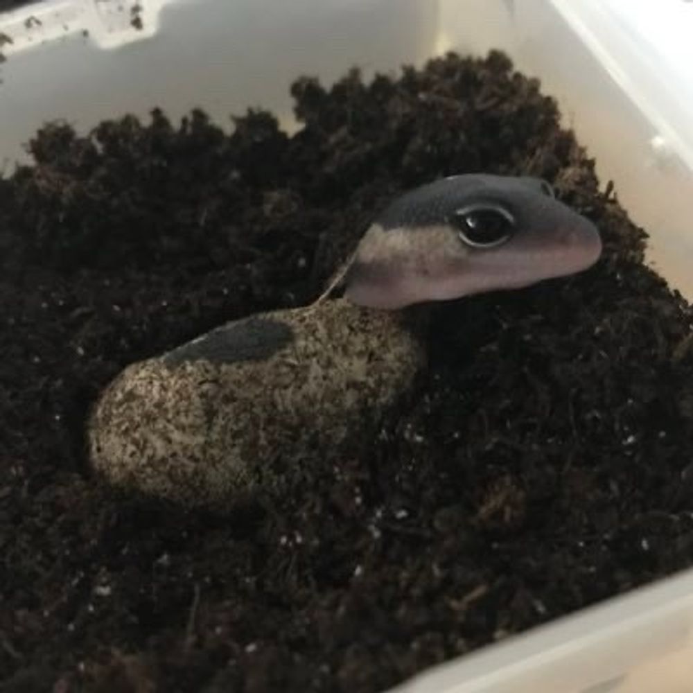 ころころコオロギ🦗冷凍コオロギ