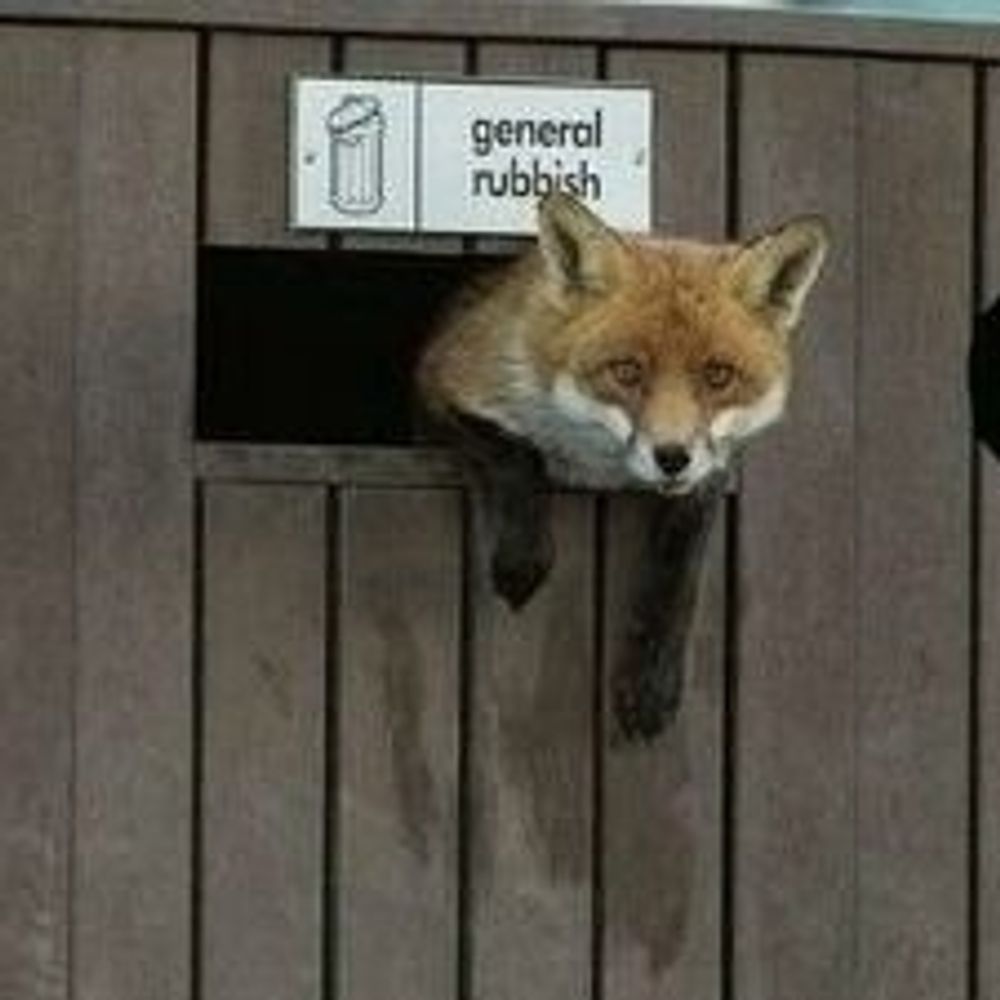 🦊