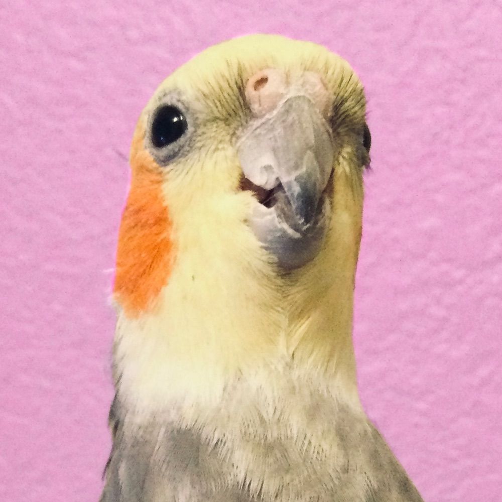 Lulu