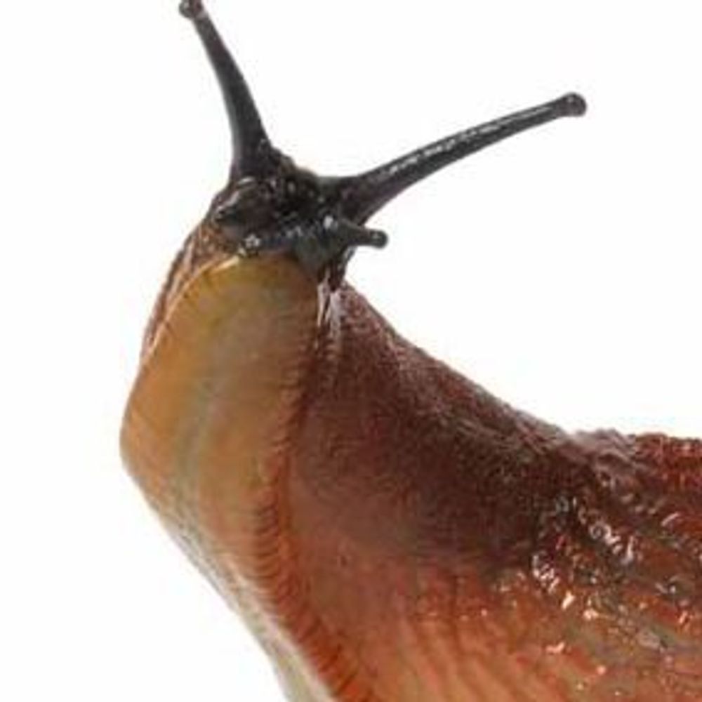 Alexander Slugworth