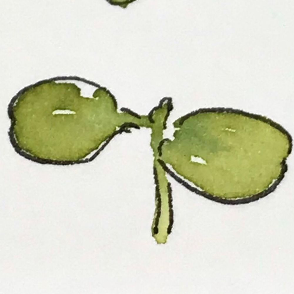 コトリトコ