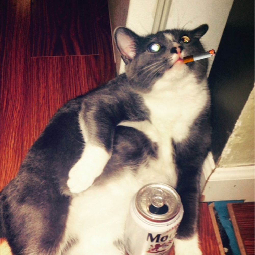Lab cat