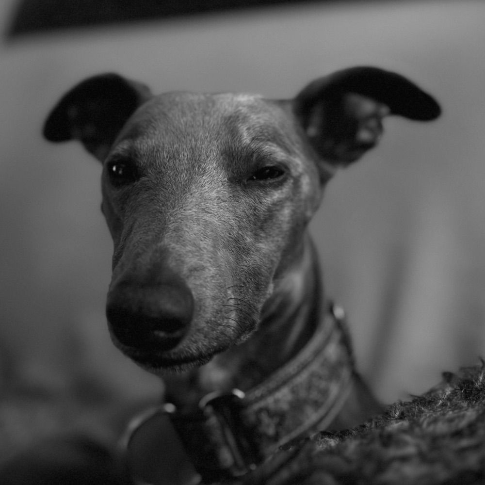 Cotswoldboi
