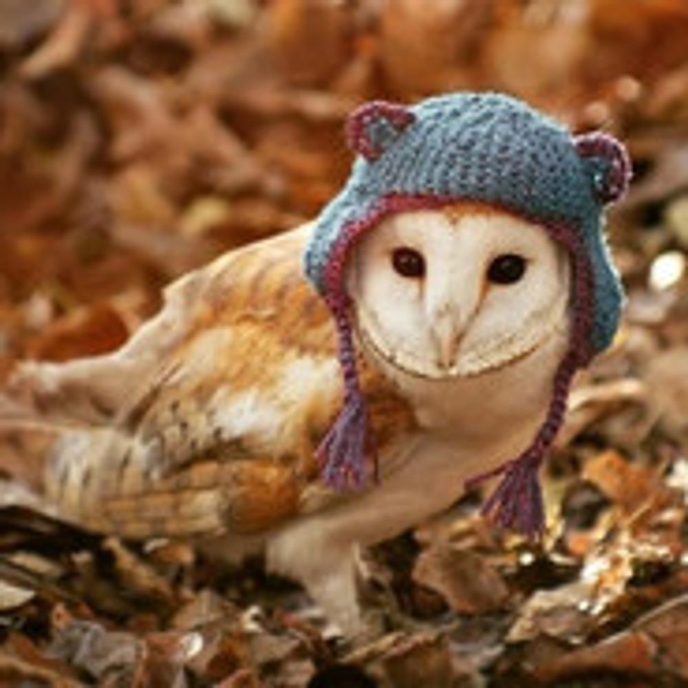 🦉