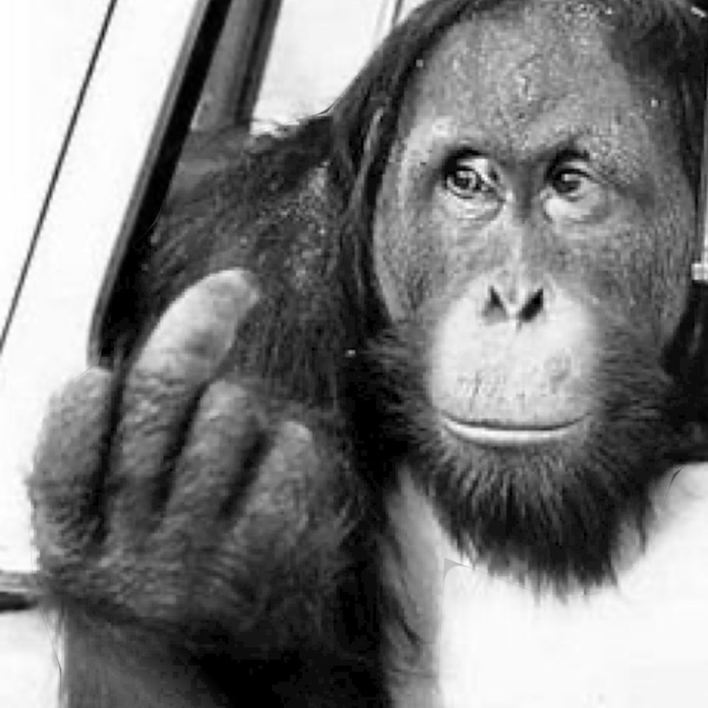 Thousand Monkeys