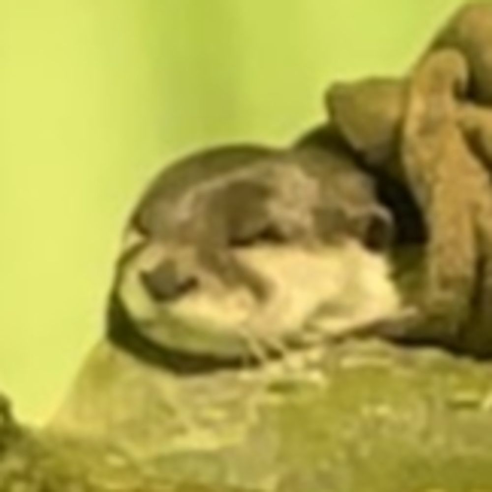 かわうそ