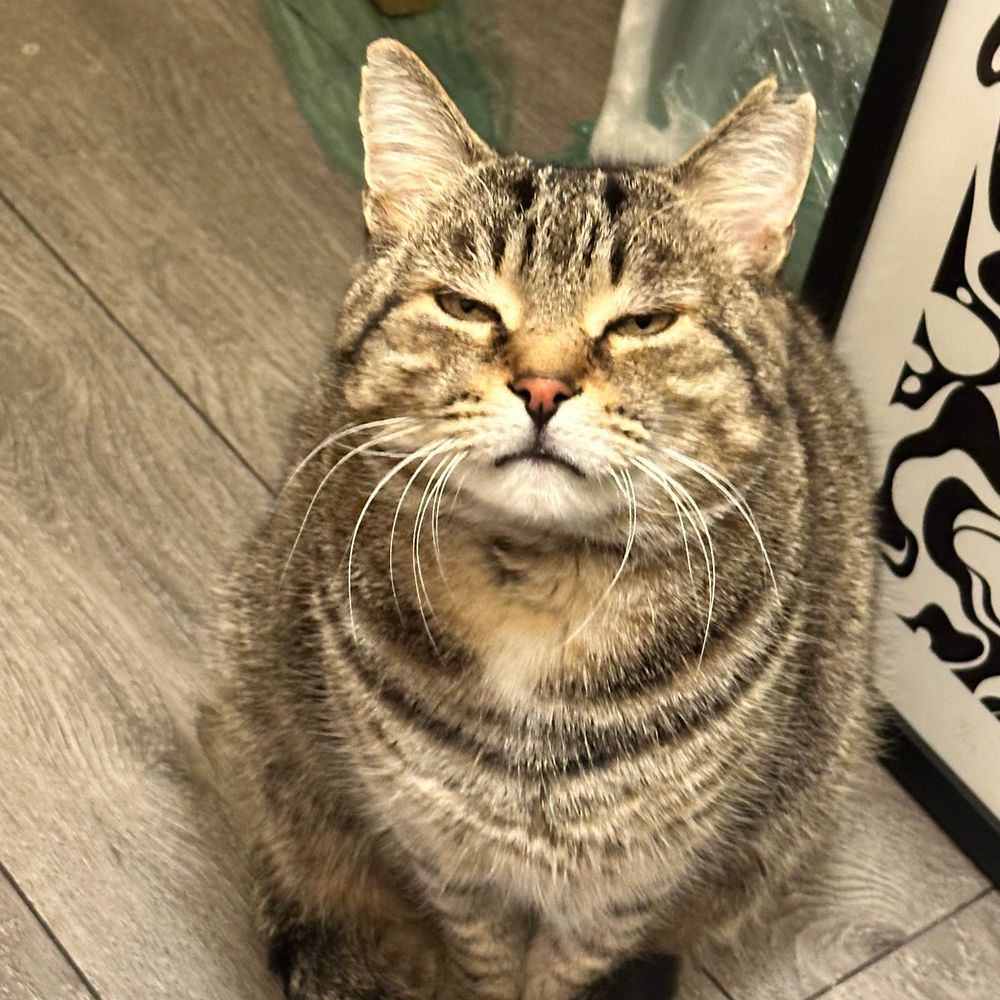 Raven Meows