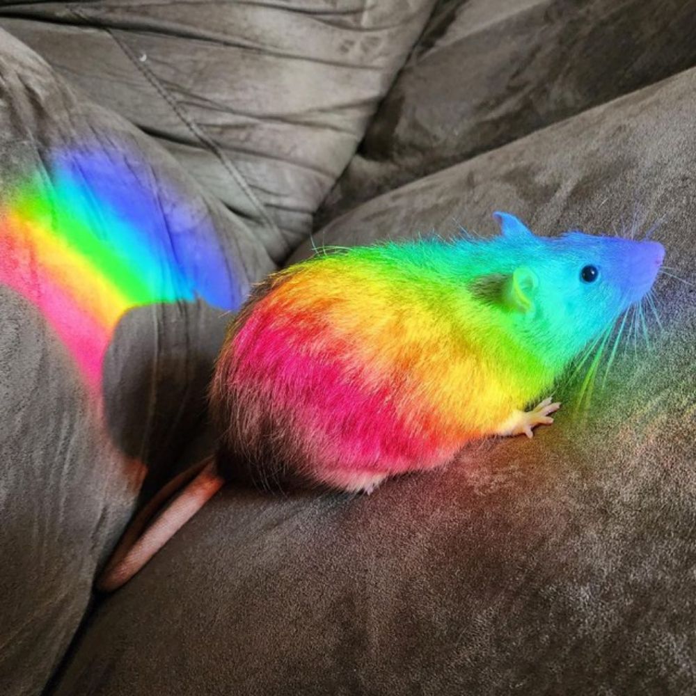 Albert