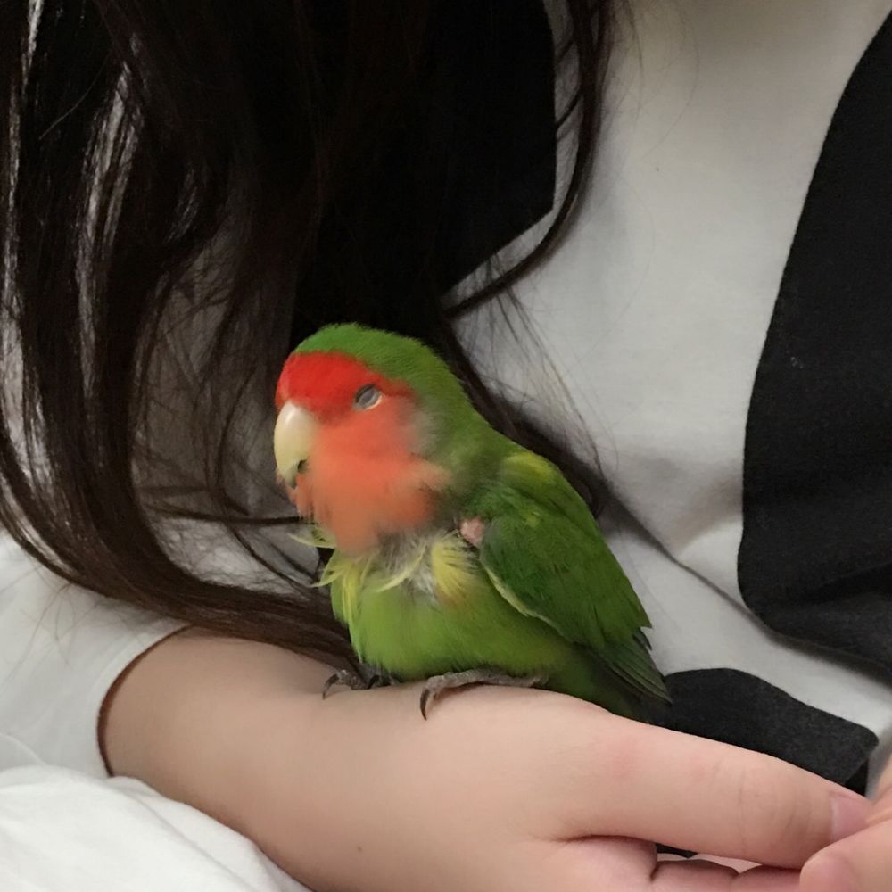 利夫