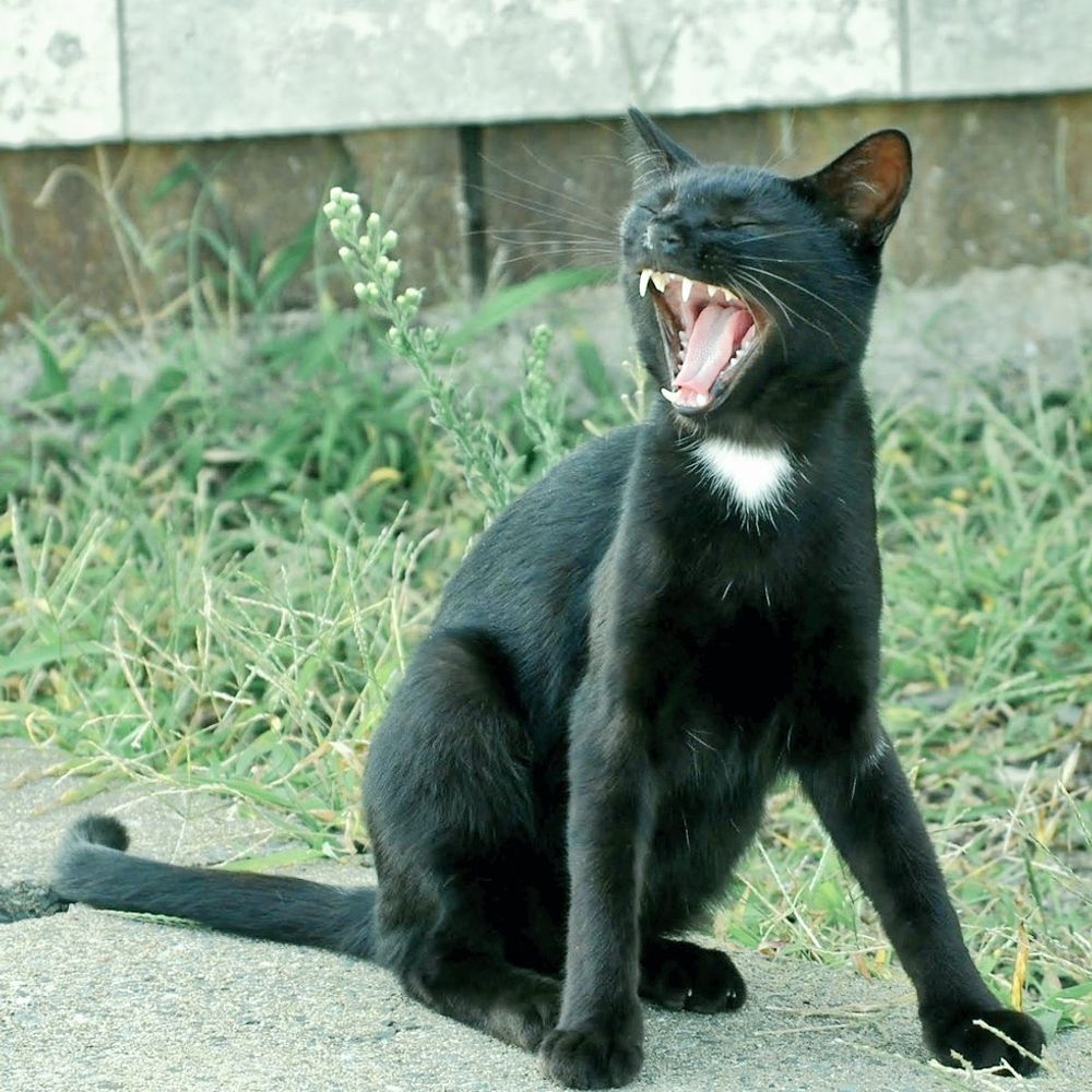 小祥ショウショウ