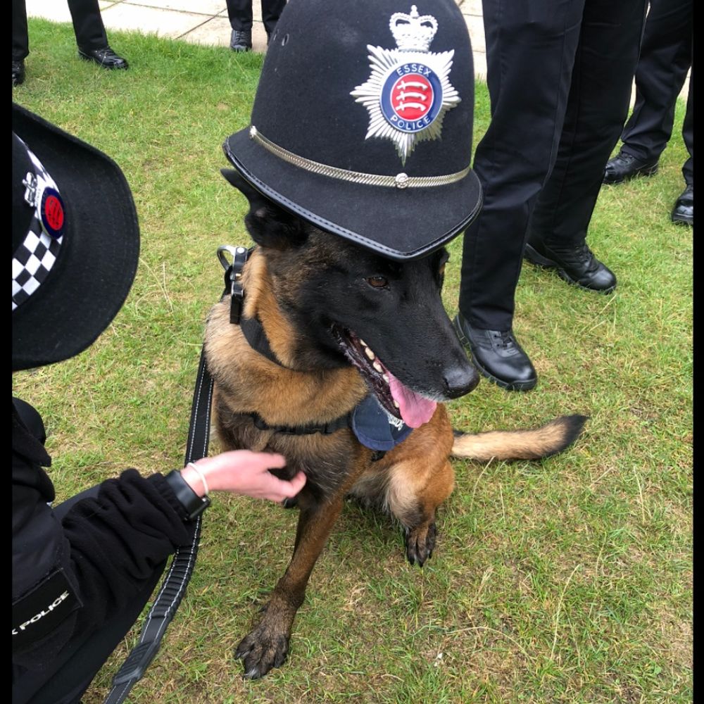 Retired Police Dog Baloo