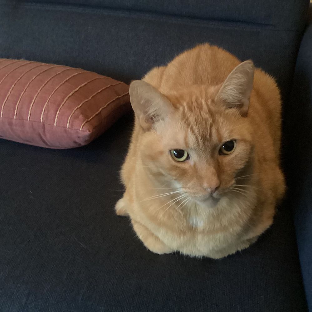 rodneyscat