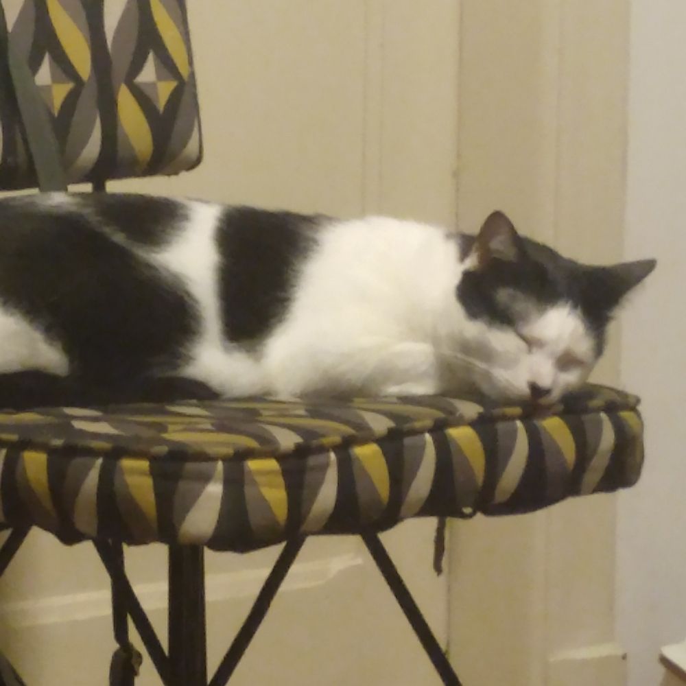 Pedro