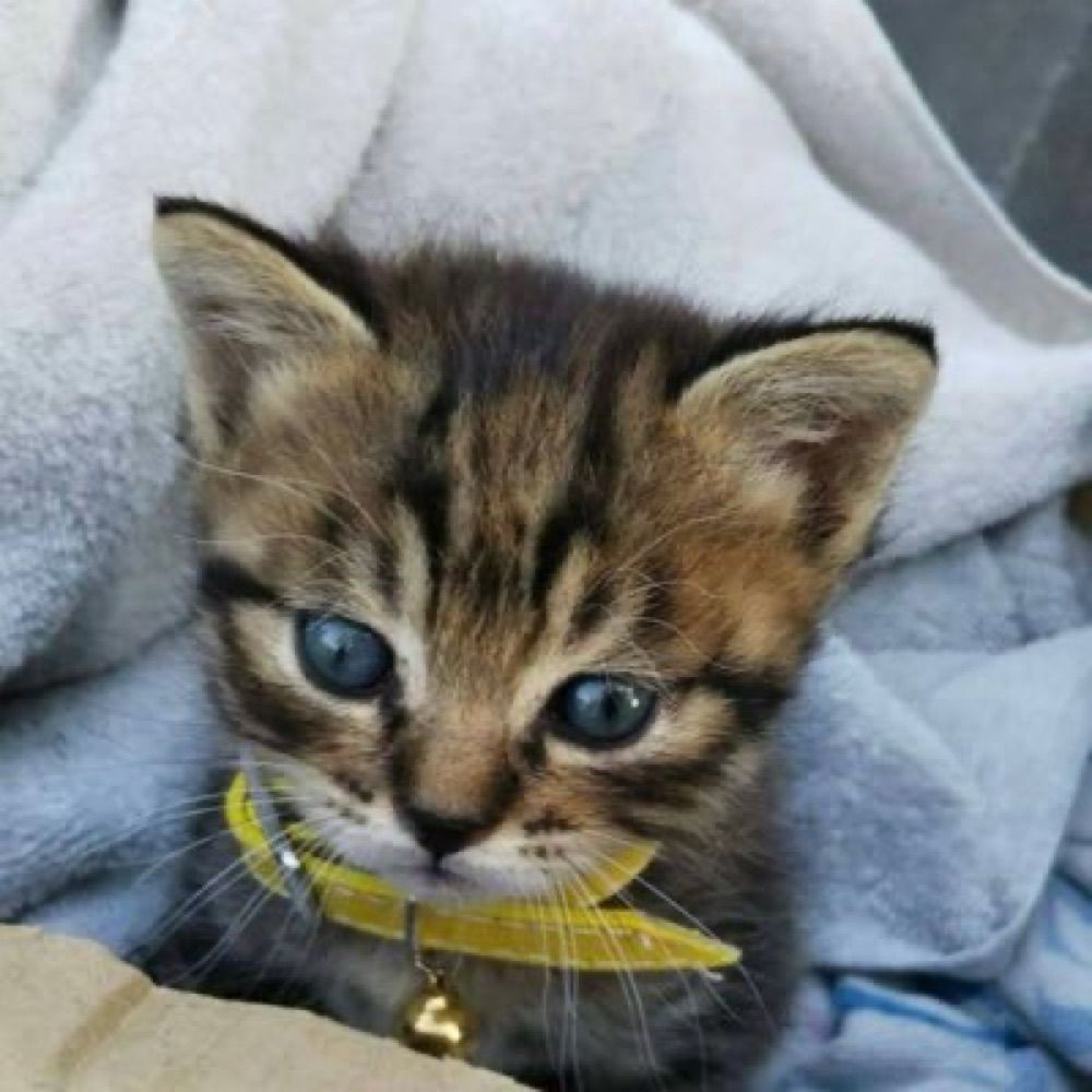 tabineko