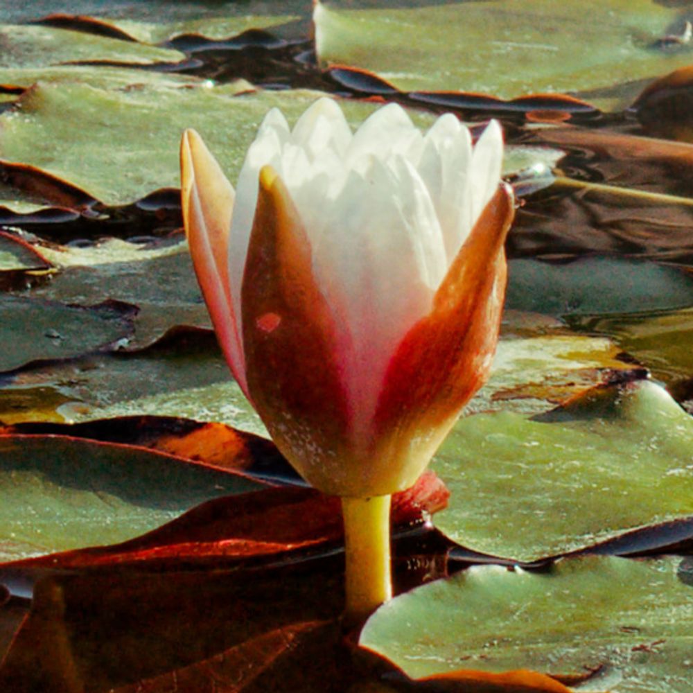 Acto Reflejo