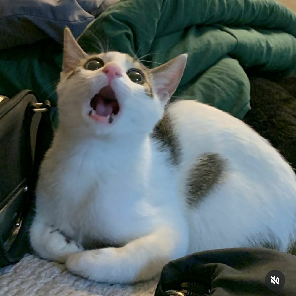 Bob