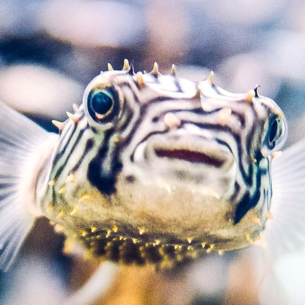 ちはや🐡
