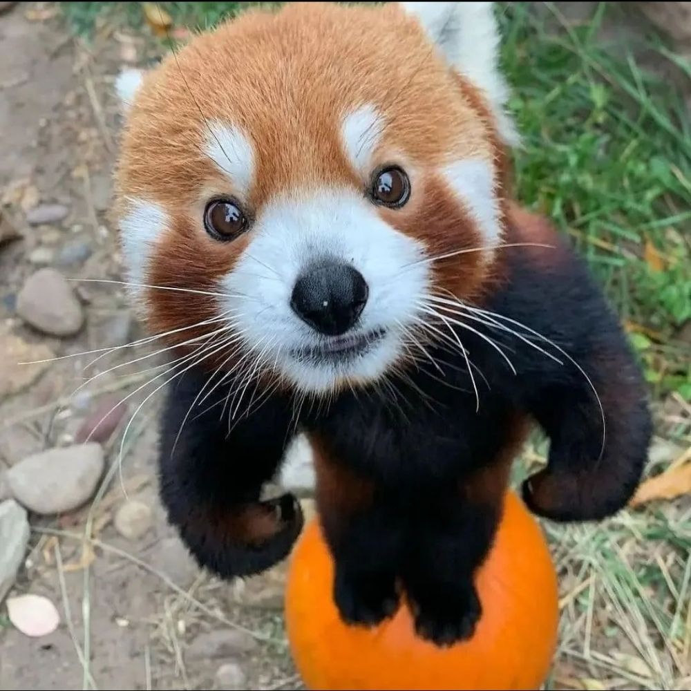 ミ
