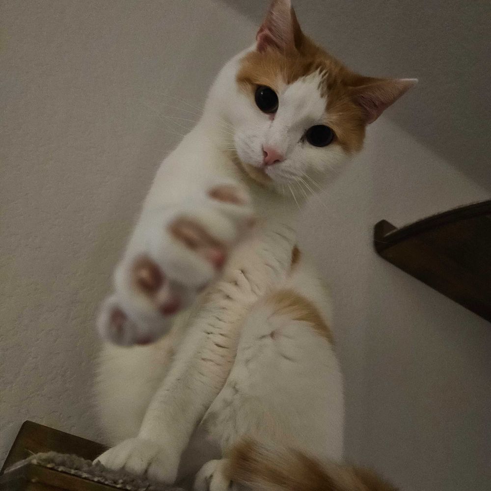 Curly McBacon