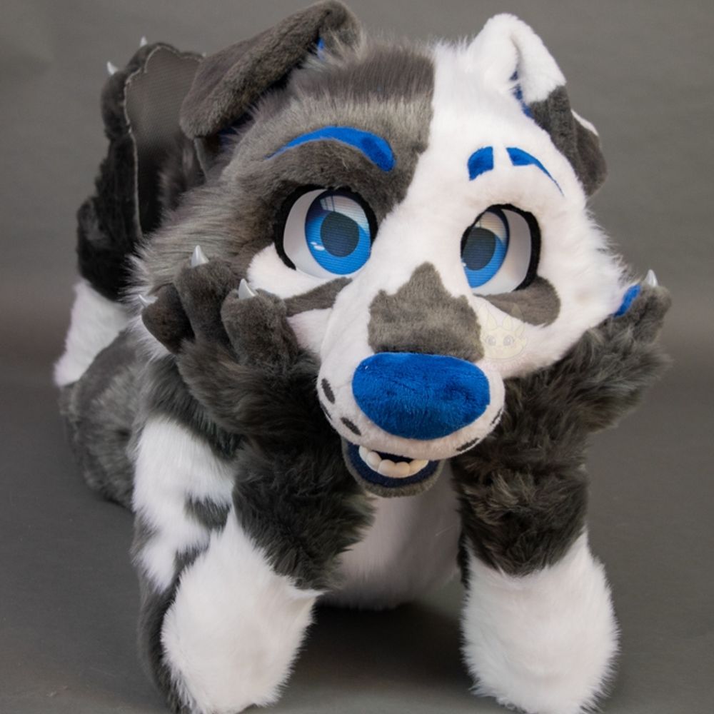 Storm the border collie