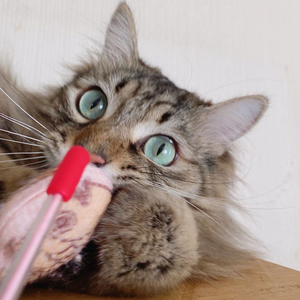 ねことやしろ