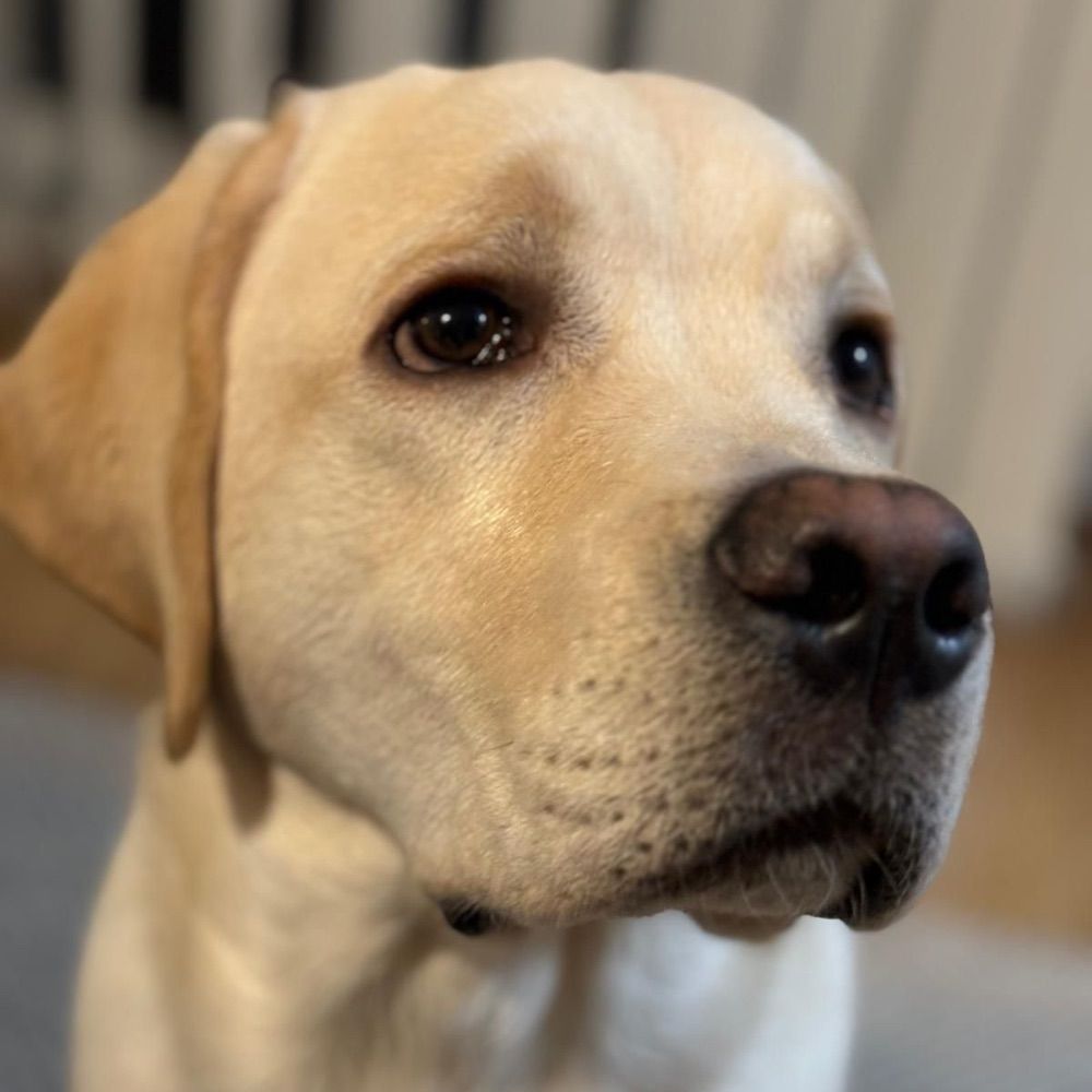 Marcel 🐕🐾