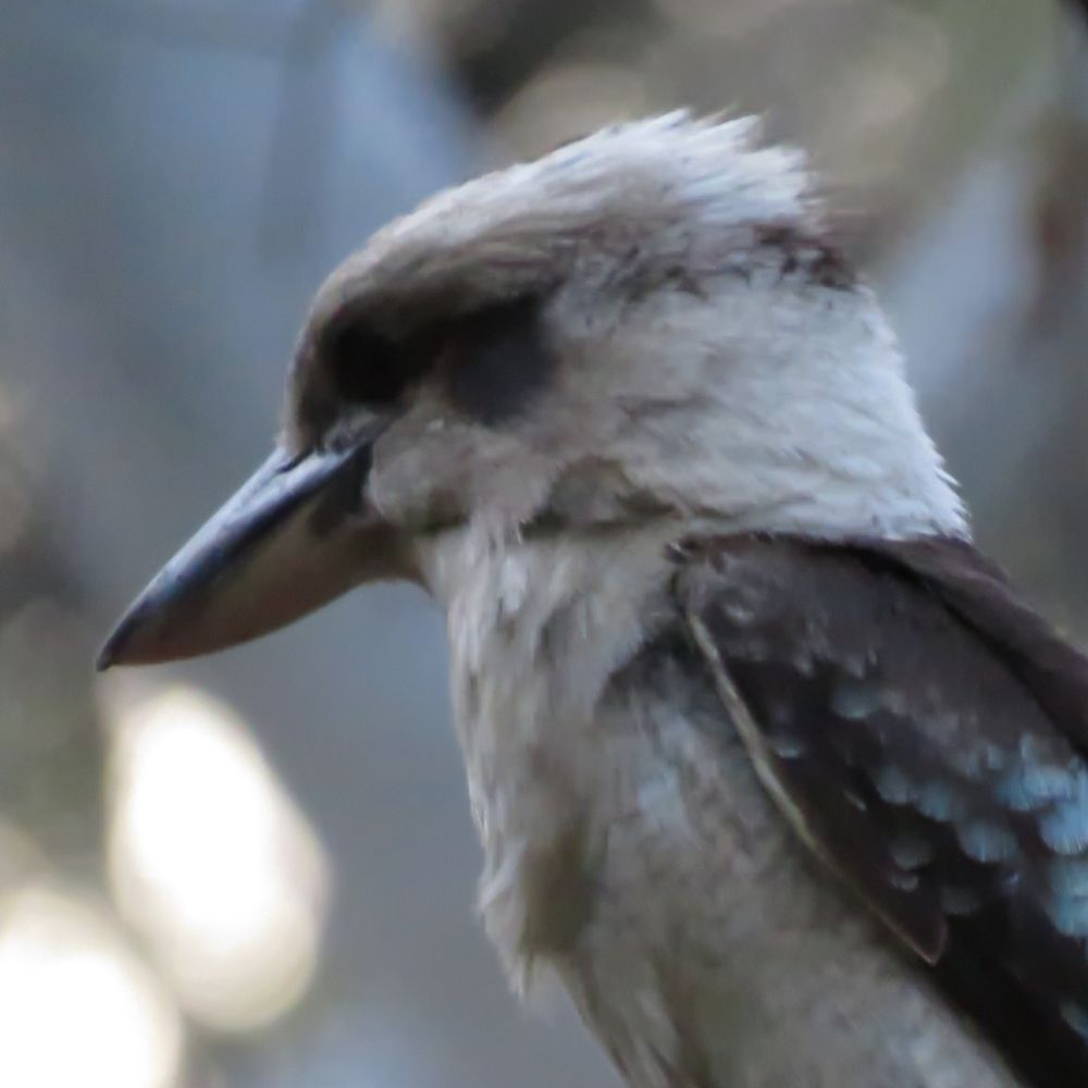 weege-tailed eegle