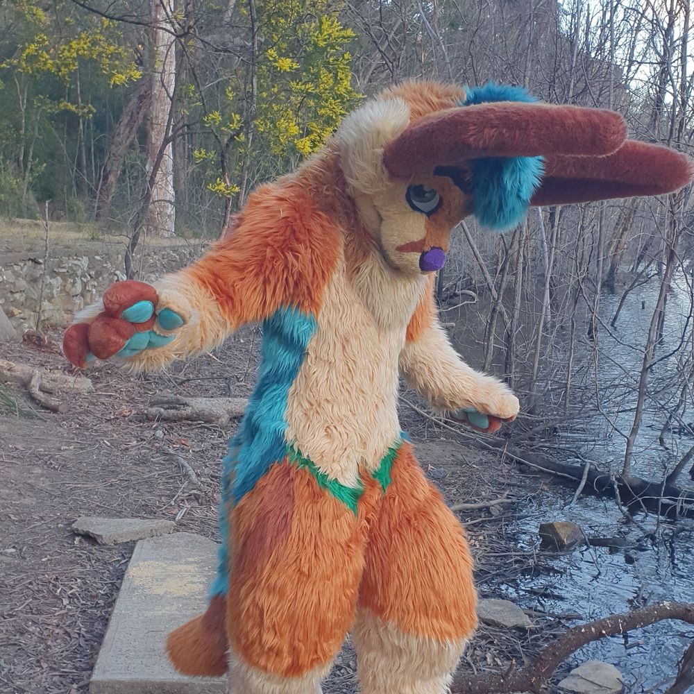 Kollie the fen