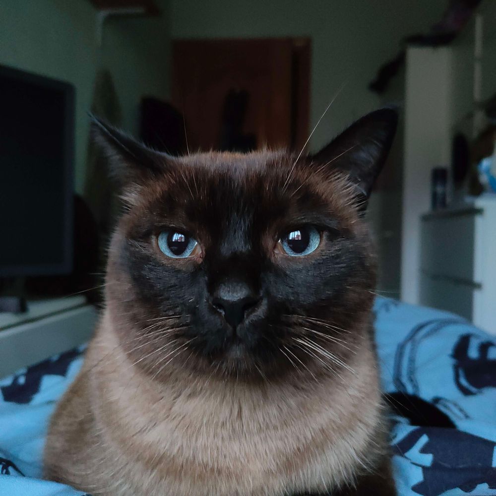 N. Miau