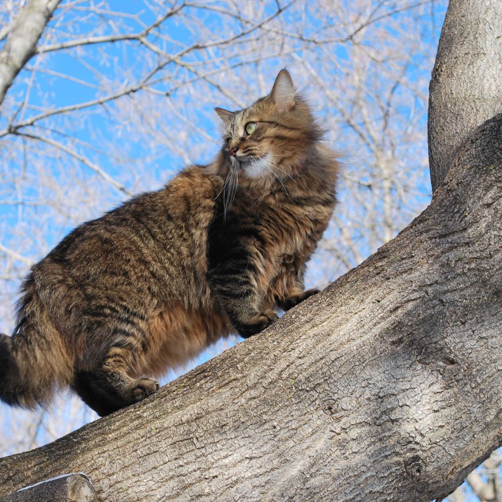 Hobbes's Human