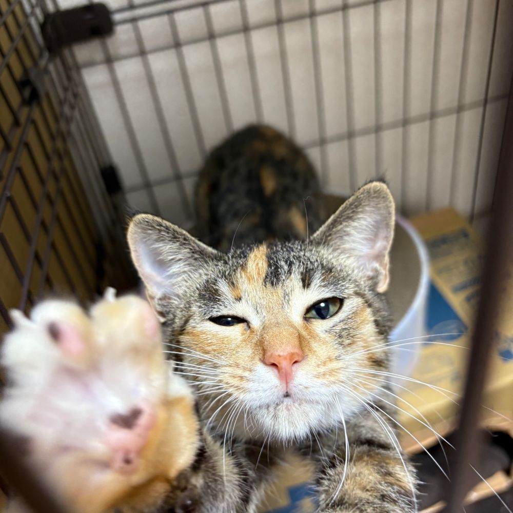 Liarcat