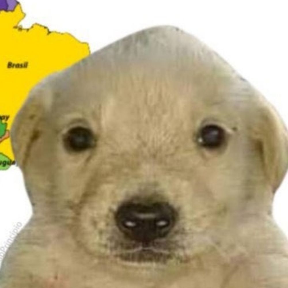 ninoca