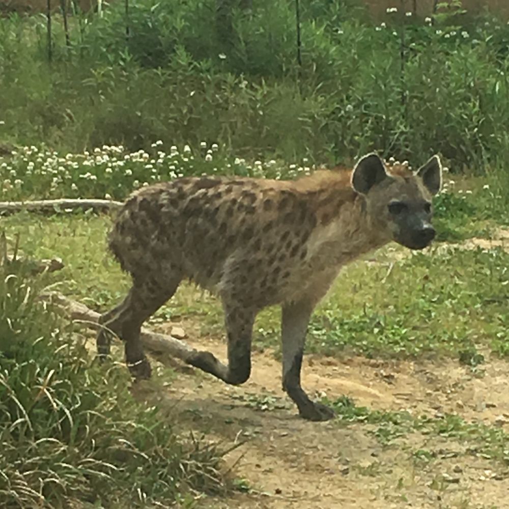 サイ