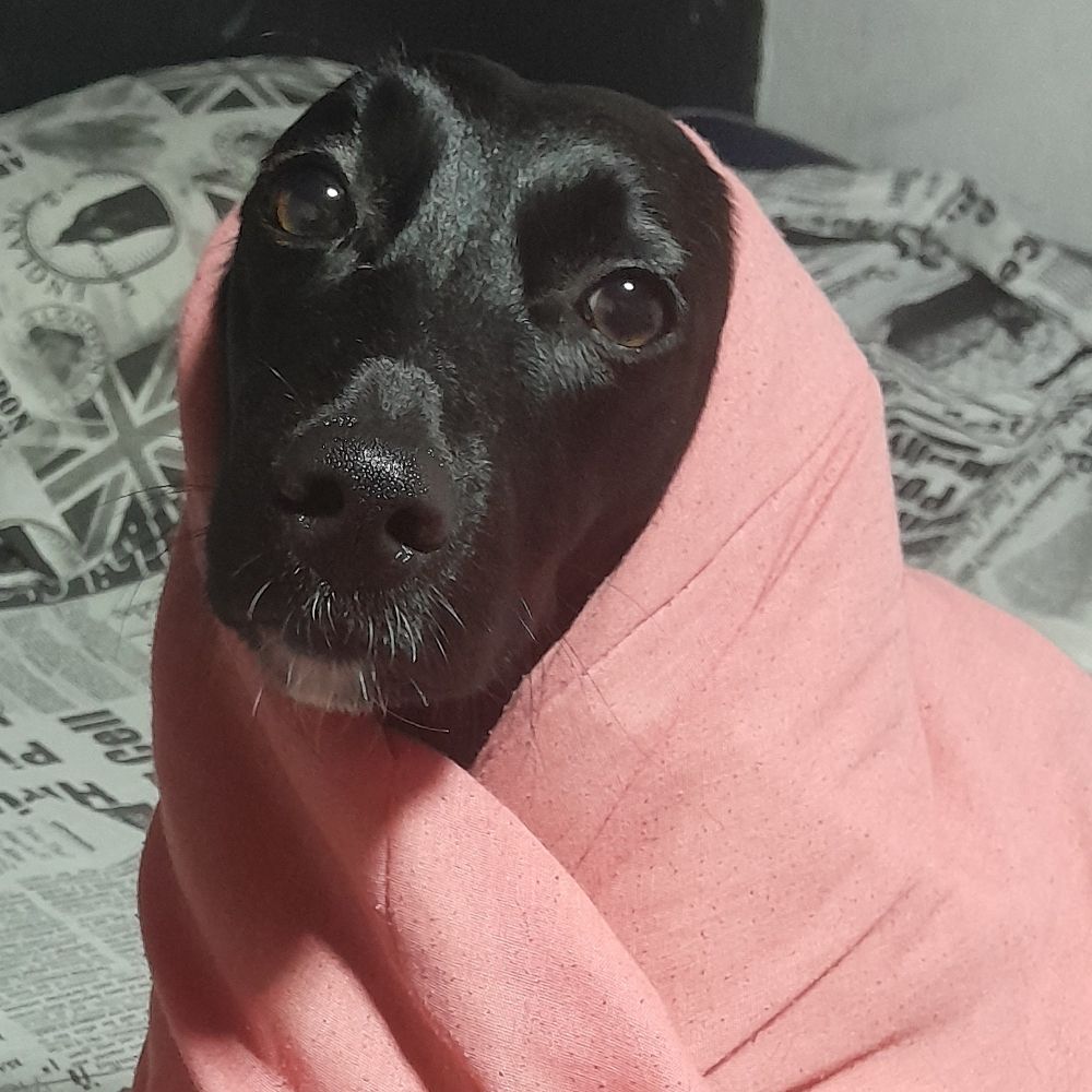 Linzinho