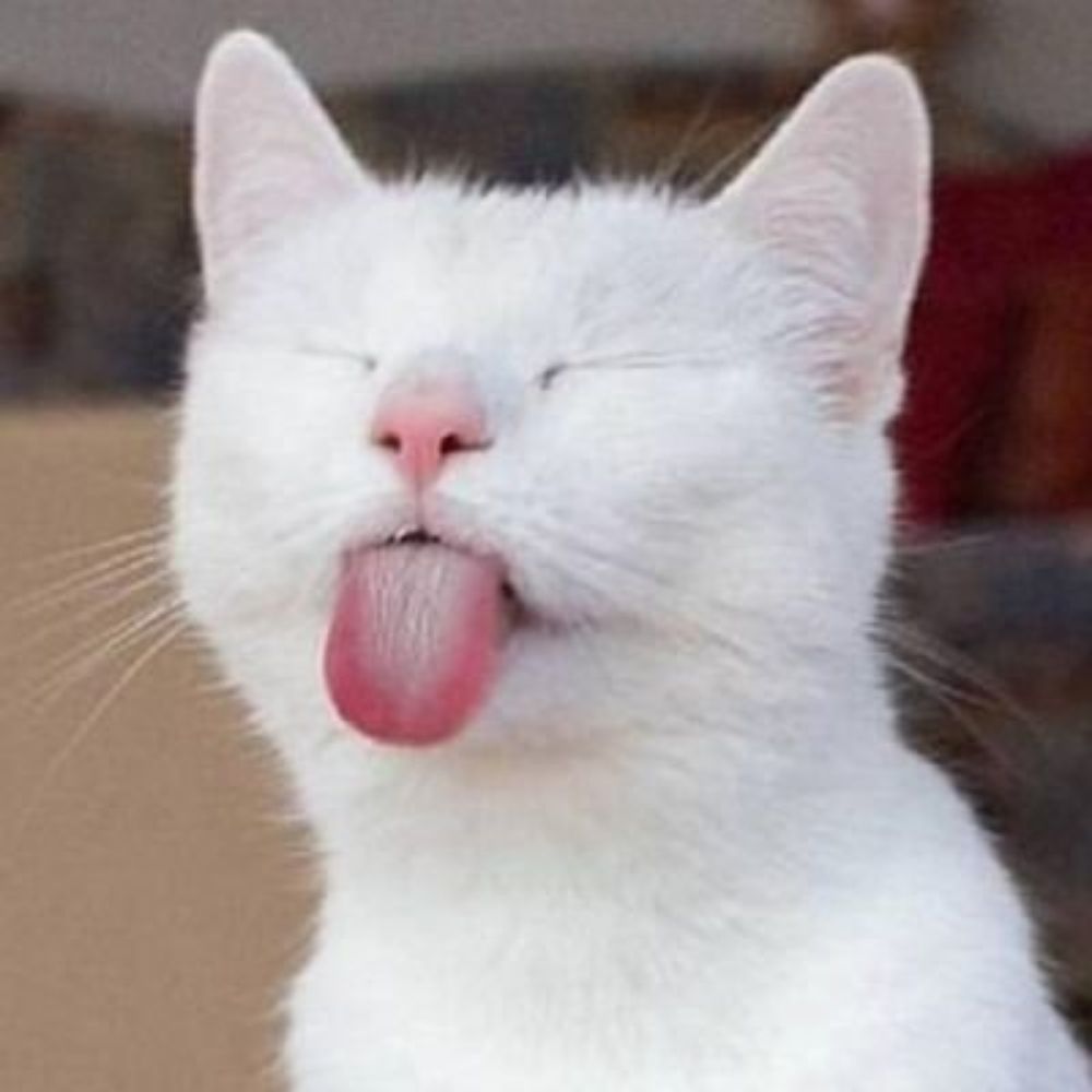 Why you should have a cat 