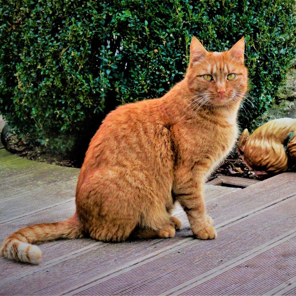 Konrad