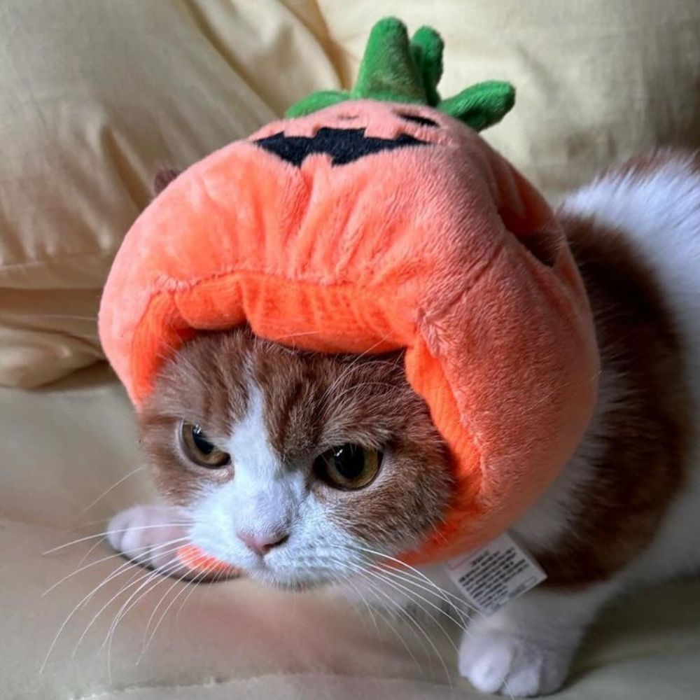 grumpy Champiñón (Autumn's Version 🍁)