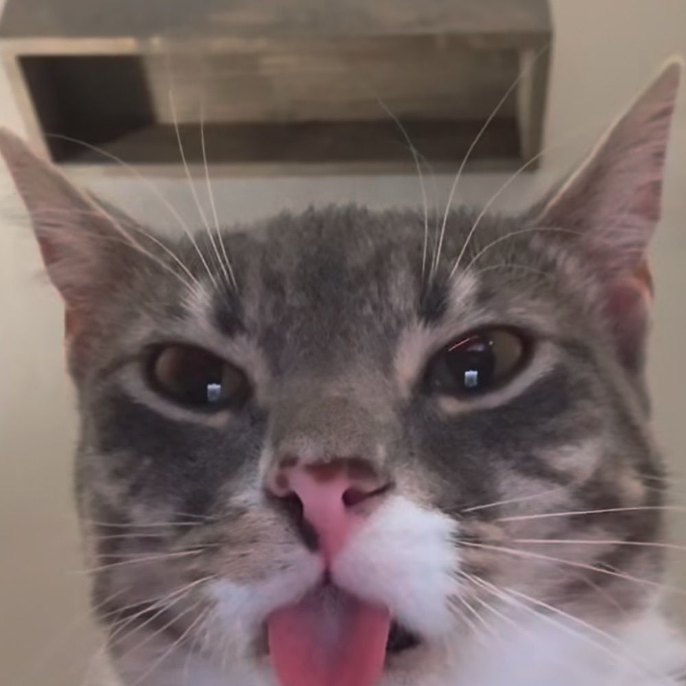 gustard