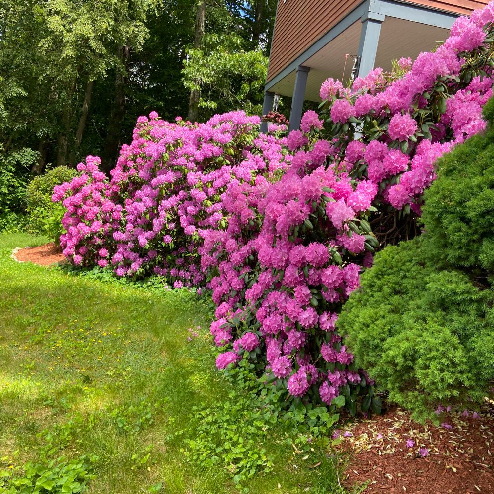 GardenGal31