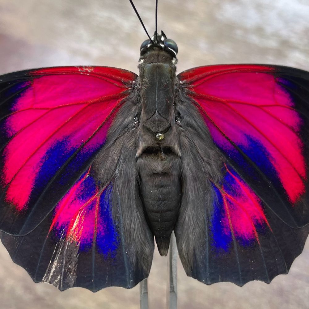 borboleta