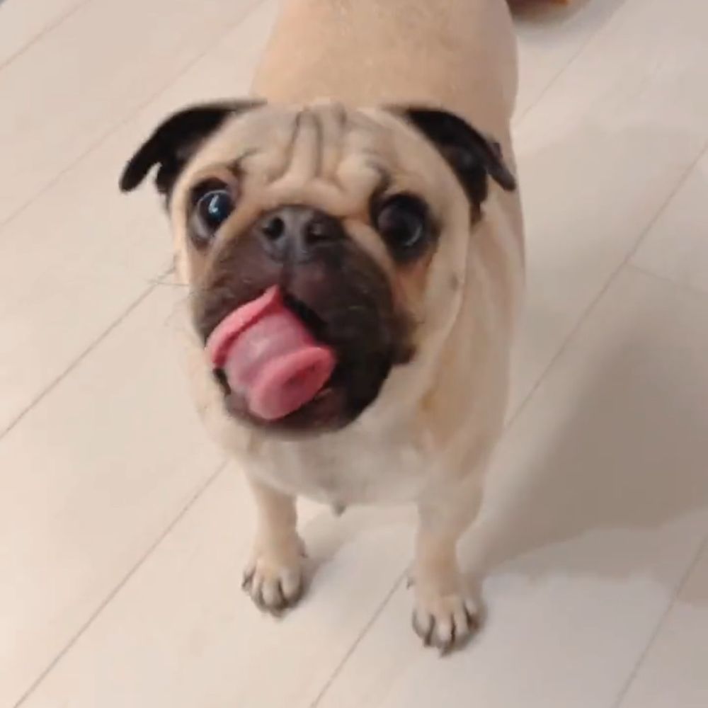 どなべ