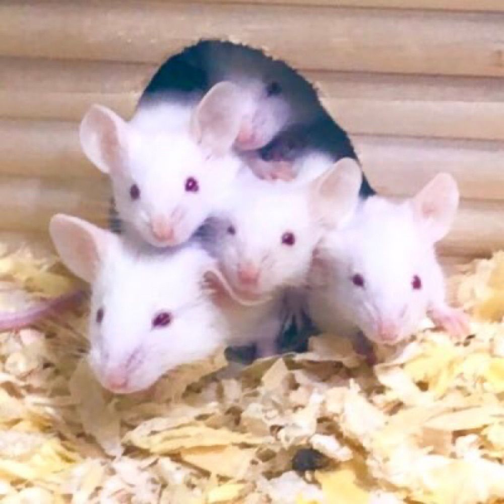 バナナネヅミの王を讃えよ